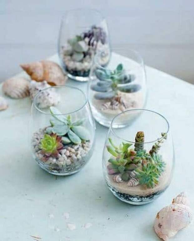 Растения в стакане