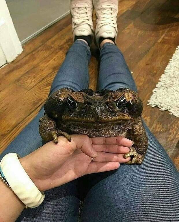 Лягушка Голиаф Лягушка Голиаф