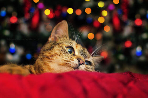 Waiting for Santa by ZoranPhoto