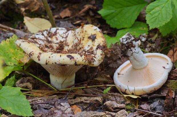 mushrooms03 Топ 10 грибов: Короли леса