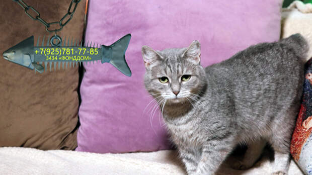 Ручная Элли