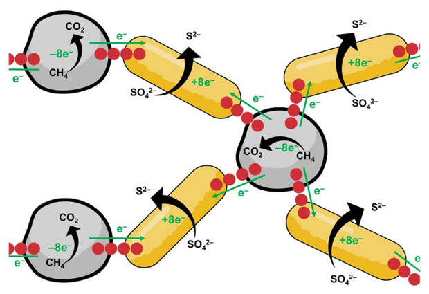 Рис. 1. Схема функционирования «электросети» из анаэробных метанокисляющих архей и сульфатредуцирующих бактерий