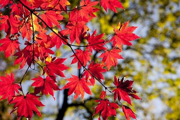 autumn-leaves-2789234_640.jpg autumn-leaves-2789234_640.jpg