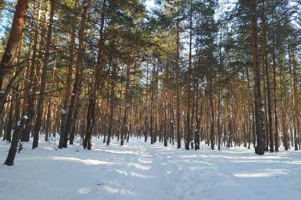 В тамбовских лесах стартовали масштабные санитарные рубки деревьев