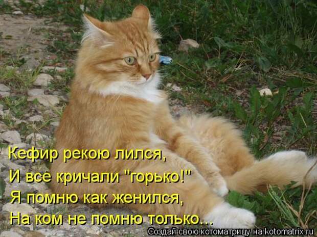 Лучшие котоматрицы недели Лучшие котоматрицы недели
