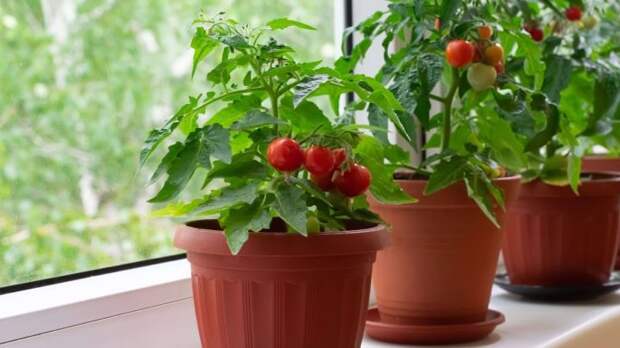 Как вырастить помидоры прямо на балконе