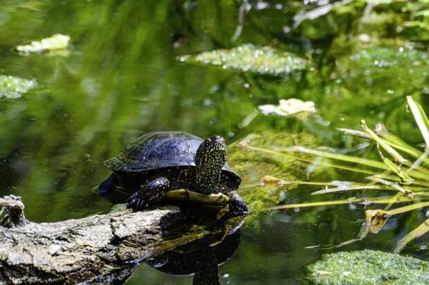 В пруду парка «Покровское-Стрешнево» когда-то давно поселилась черепаха