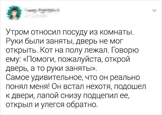 Ситуации, которые показывают, что это кошки заводят нас, а не мы их