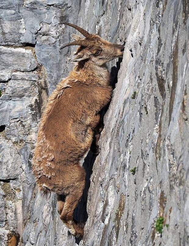Зачем горные козлы забираются на отвесные плотины, где не растет трава горные козлы, животные, факты