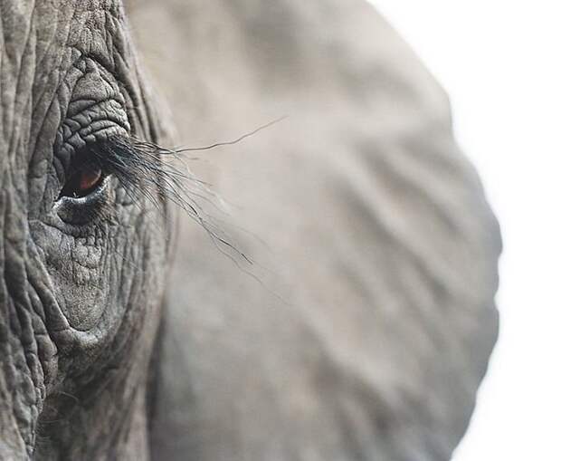 5. Африканский слон вымирающие животные, животные, животные фото, исчезающие виды, исчезающие животные, редкие виды, редкие животные, угроза исчезновения