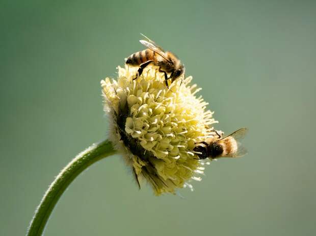 В Перу безжальные пчёлы впервые в истории наделили юридическими правами