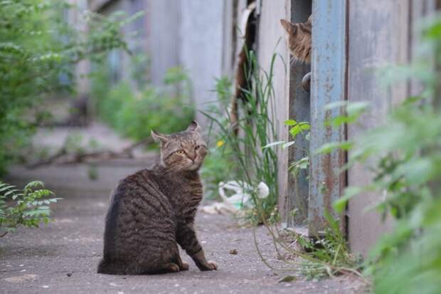 Котики всех стран, объединяйтесь! братья наши меньшие, город, дворовые кошки, кот, улица, уличные кошки, эстетика