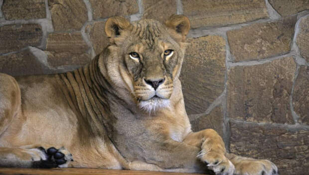 Ленинградский зоопарк показал львицу Таисию и устроил викторину