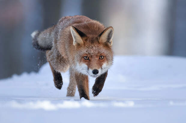 Профессор Гламаздин: дикие животные московских парков не менее опаснее лесных