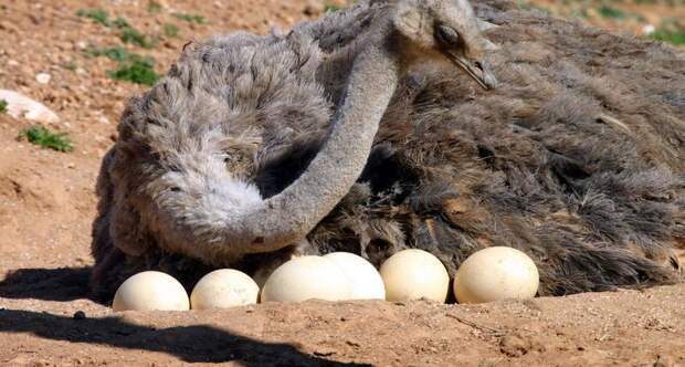 1200 7999 ostrich photo1