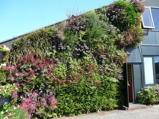 Вертикальное озеленение в квартире