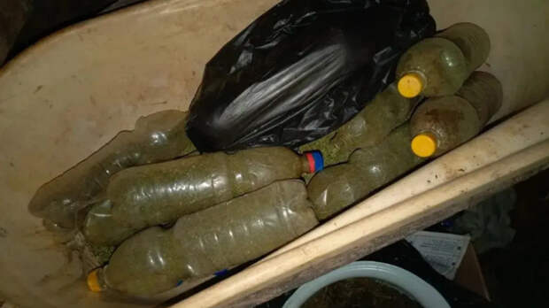 Найденная конопля / Фото: МВД Алтайского края