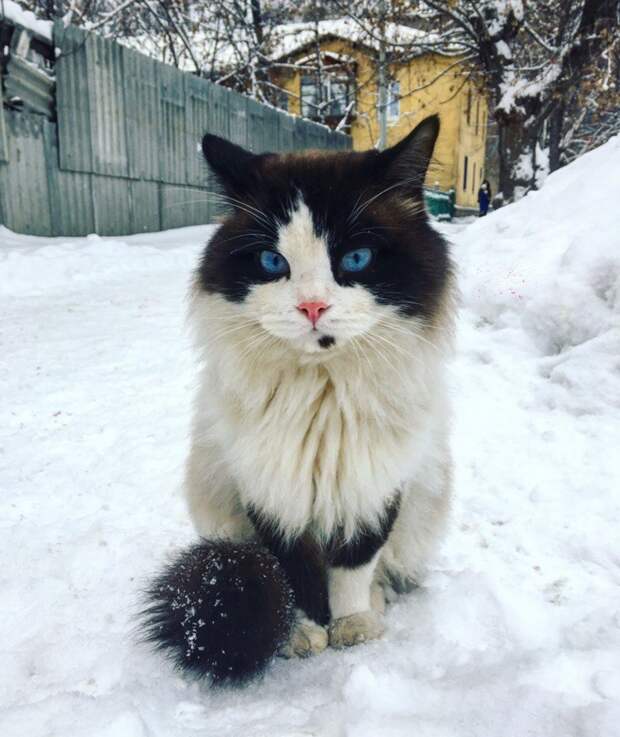 Очень колоритные уличные коты город, домашние животные, кот, кошка, эстетика