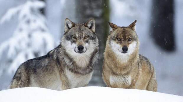 Кто сильнее — волк или алабай? Особенности и интересные факты