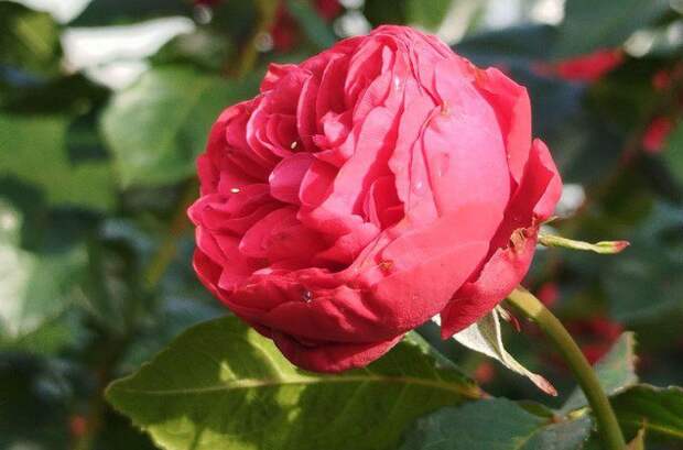 В России и многих странах мира отмечается Международный женский день