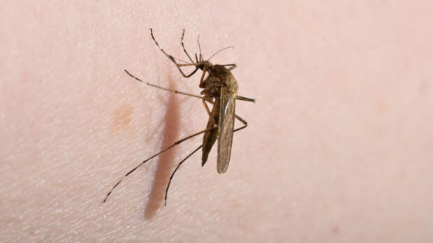Опасный укус: чем могут заразить комары