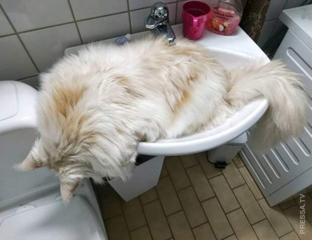 https://pressa.tv/uploads/posts/2018-11/thumbs/1541163183_lotus_the_mainecoon_32975860_188262862001043_4973817513134522368_n.jpg