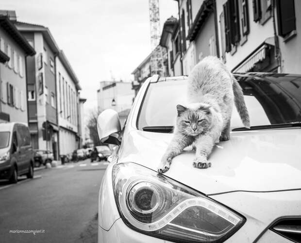 Итальянские кошки, которые ходят на работу как домой