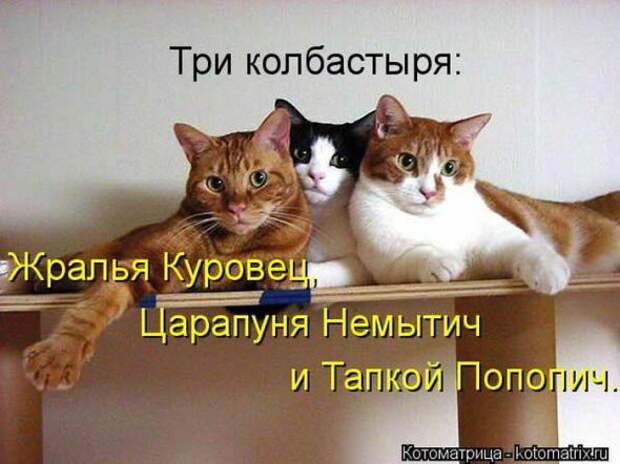 Котоматрицы (картинки с надписями)