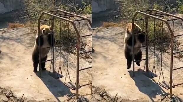 Танцующая медведица в Китае стала героиней в Сети видео, животные, китай, медведица, танец, юмор