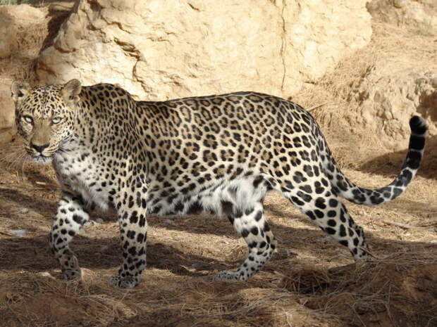 Южноаравийский леопард (Panthera pardus nimr)