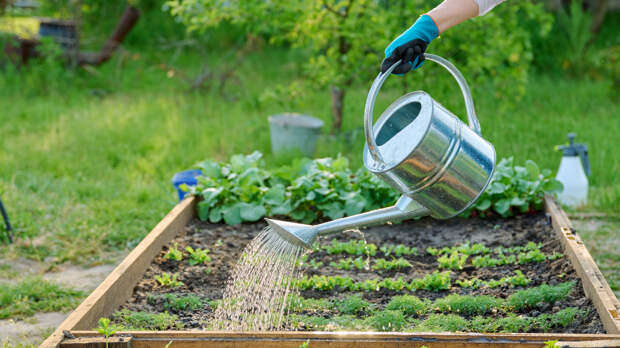 Десять ошибок первого весеннего посева, из-за которых потом ничего не всходит