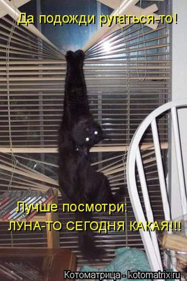 Котоматрицы (картинки с надписями)
