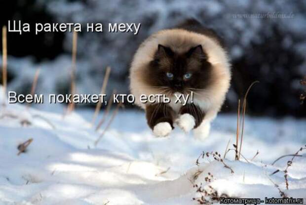 Котоматрицы(картинки с надписями)