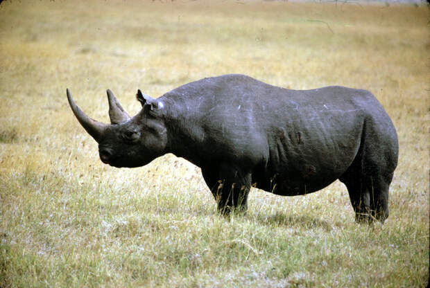 Западный черный носорог животные, интересное, природа, человек