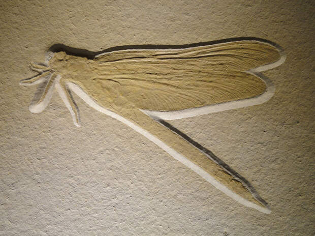 Один из примеров идеально сохранившихся зольнхофенских окаменелостей — юрская стрекоза из рода Mesuropetala