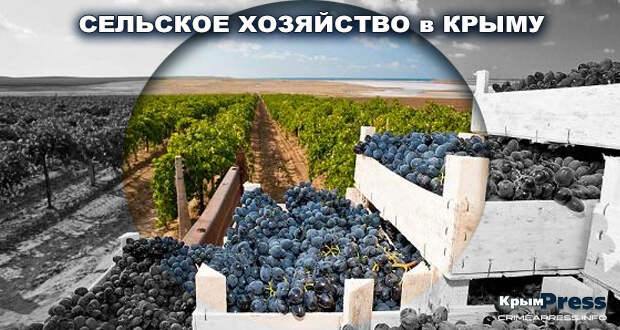 Хозяйство севастополя. Сельское хозяйство Крыма кратко. Основные отрасли сельского хозяйства Крыма. Ведение хозяйства в Крыму. Совхоз декоративные культуры Севастополь.