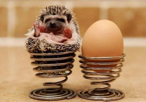 Hedgehogs11 Ёжики настоящие и нет