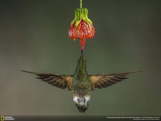 Победители и почётные места конкурса National Geographic Travel Photographer of the Year 2017 (19 фото) Победители и почётные места конкурса National Geographic Travel Photographer of the Year 2017 (19 фото)