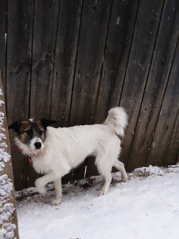 В семье было 5 питомцев, но узнав, что собака их друга осталась сиротой, люди решили забрать и ее