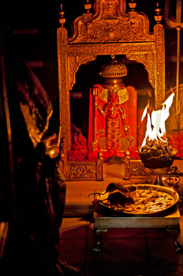 Карни Мата: индийский храм, где поклоняются живым крысам