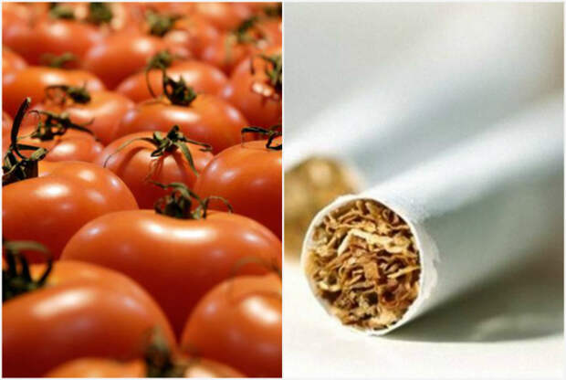 Высокое содержание никотина в овощах.