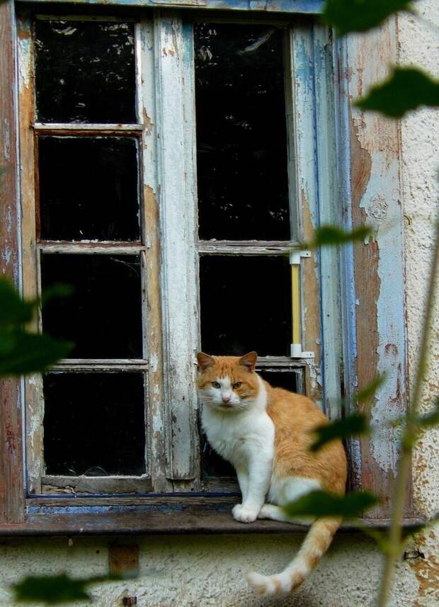 Котики всех стран, объединяйтесь! братья наши меньшие, город, дворовые кошки, кот, улица, уличные кошки, эстетика