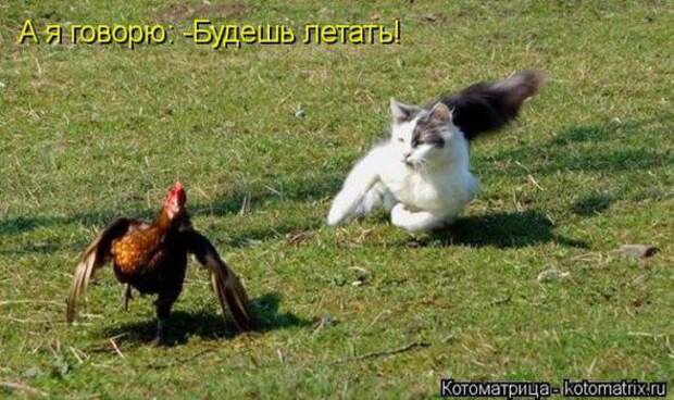 Котоматрицы(картинки с надписями)