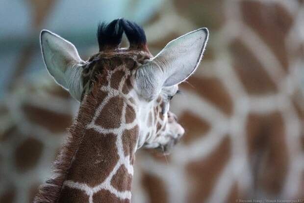 В Калининградском зоопарке родился жирафенок Калининградский зоопарк, жираф, жирафенок, калининград, фоторепотаж
