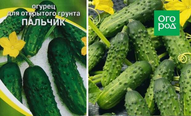 Огурец Пальчик F1