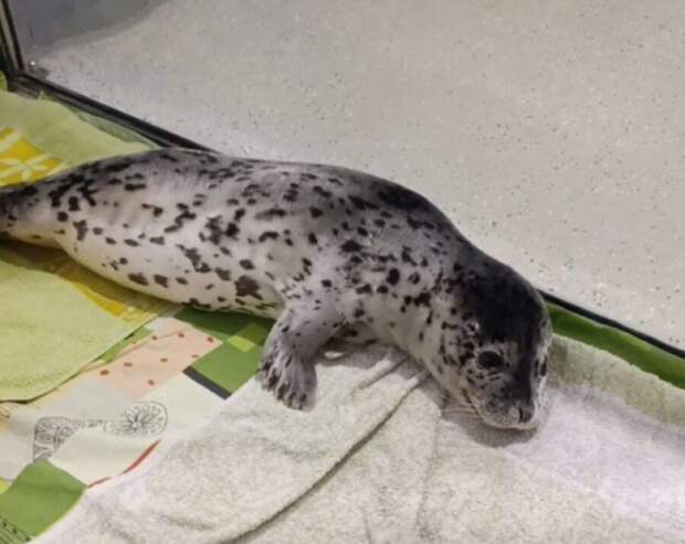 Тюлень в Приморье съел пакет с краской и оказался на грани жизни и смерти