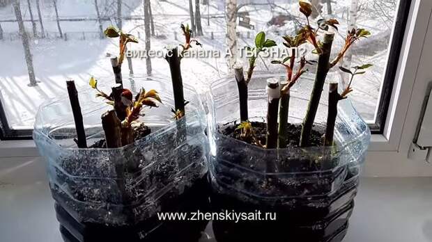 Укореняем розы из осенних черенков - супер результат Укореняем розы из осенних черенков - супер результат