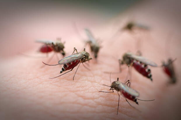 10 действенных «обрядов» для тех, кого достали комары и мошки интересное, комары, обряды, полезное