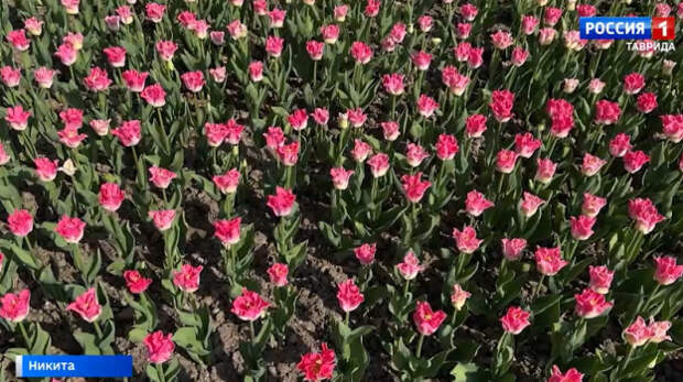 В Никитском ботаническом саду — парад тюльпанов