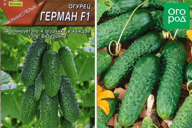 Огурец Герман F1